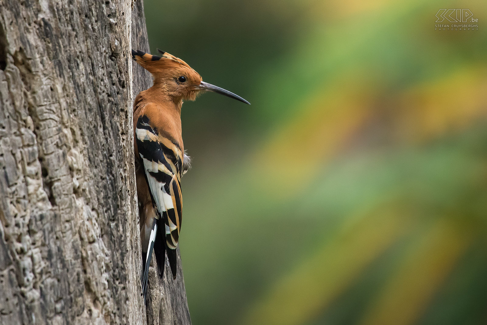 Lake Naivasha - Hoopoe At the campsite at Lake Naivasha there is a lot of bird life. There I made this photo of a hoopoe (Upupa epops) which is a brown-orange bird notable for its distinctive crown of feathers. Stefan Cruysberghs